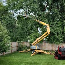 Trusted Dripping Springs, TX  Tree Services Experts